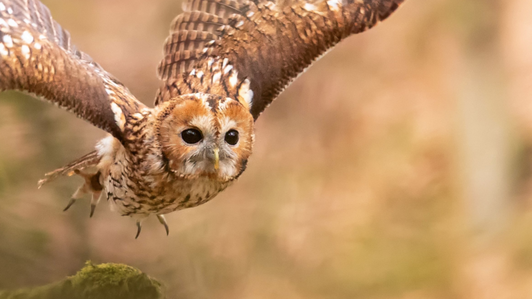 Wildnisschule WildnisWelt in Greven