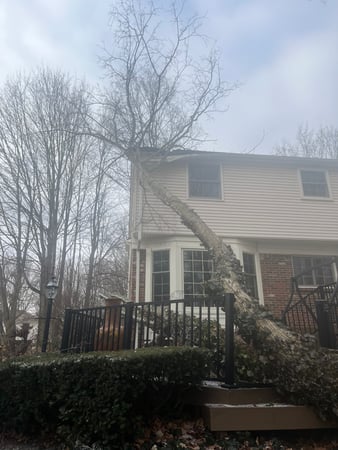 Images Spears Tree Experts Inc.