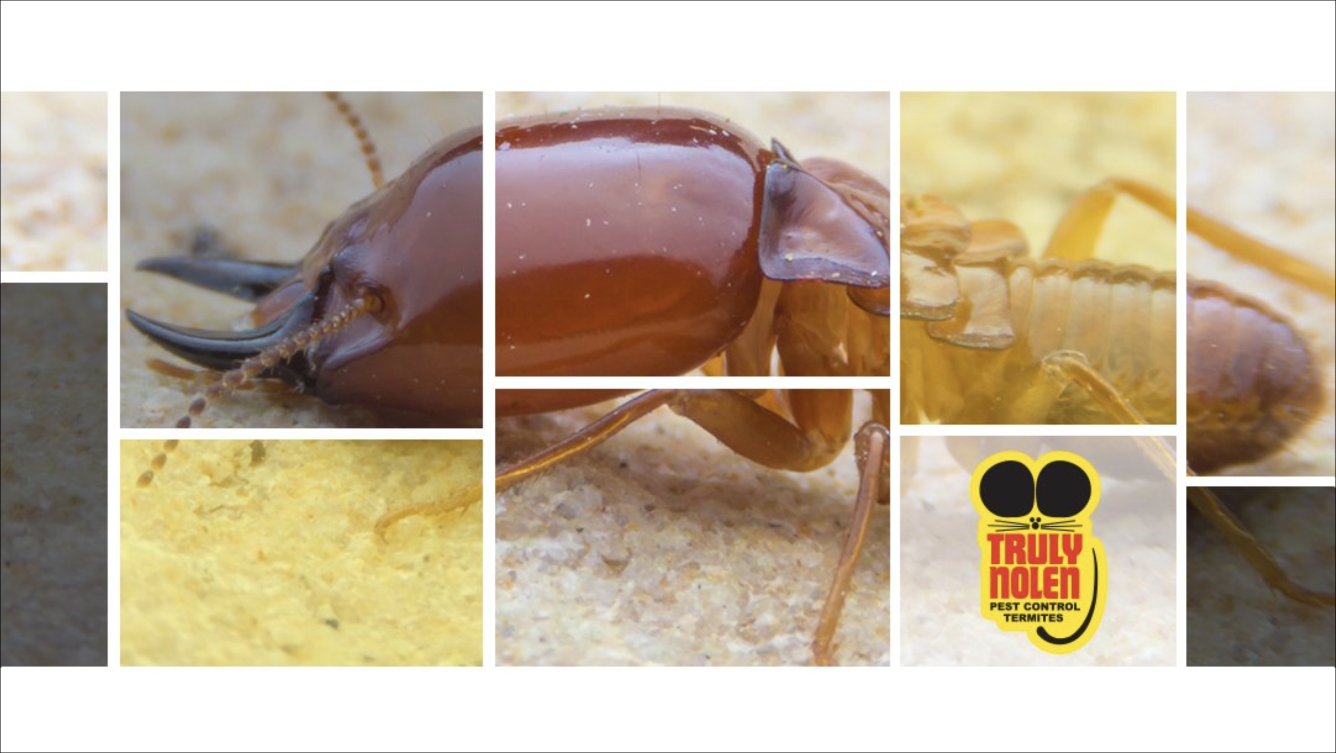 Truly Nolen Pest & Termite Control ???? Groveport Photo