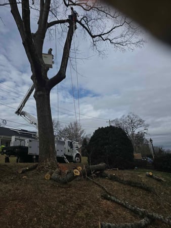 Images Rocky Top Tree Service & Landscaping
