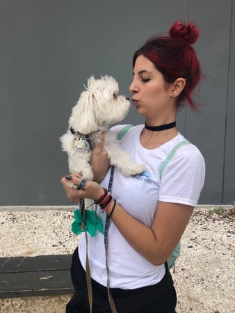 Images Pawfect Pals Miami