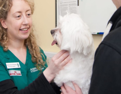 Acorn Veterinary Clinic - Mallow 6