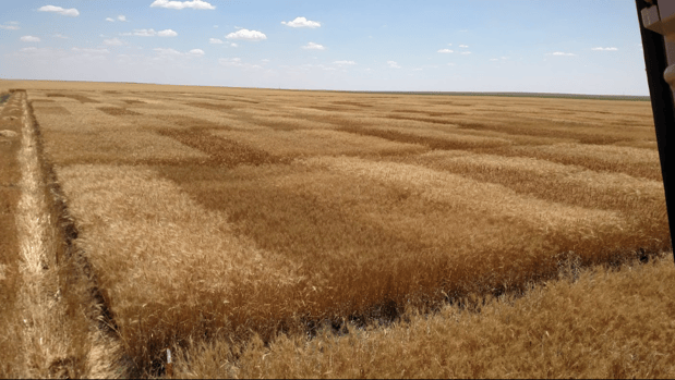 Images Southwest Seed Research LLC