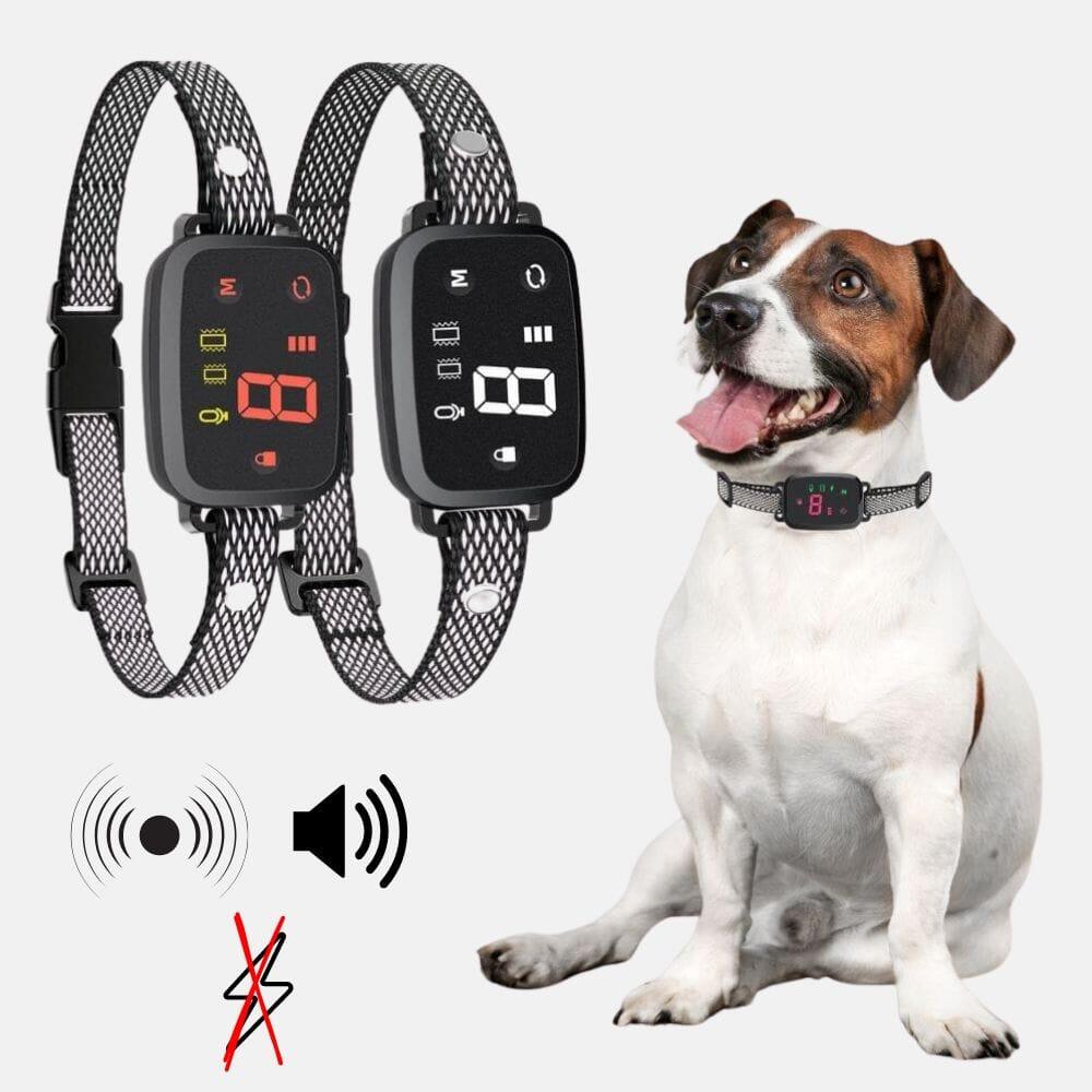 HUNDESCHATZ in Mandelbachtal