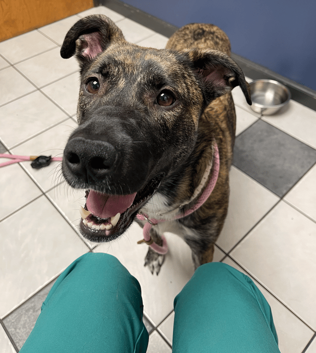 Images VCA Preston Park Animal Hospital