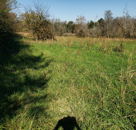 Forestry mulching, bush/brush hogging in TN!