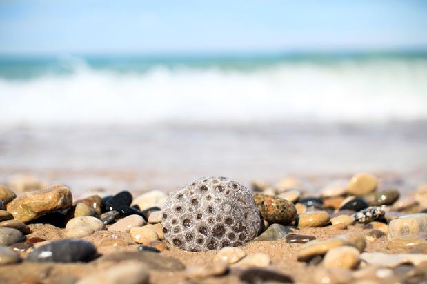 Images CNM Development and Beach Comber