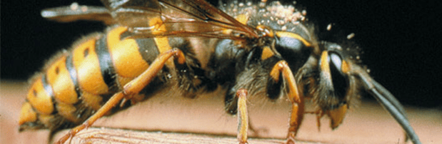 Images Bug State Pest Control