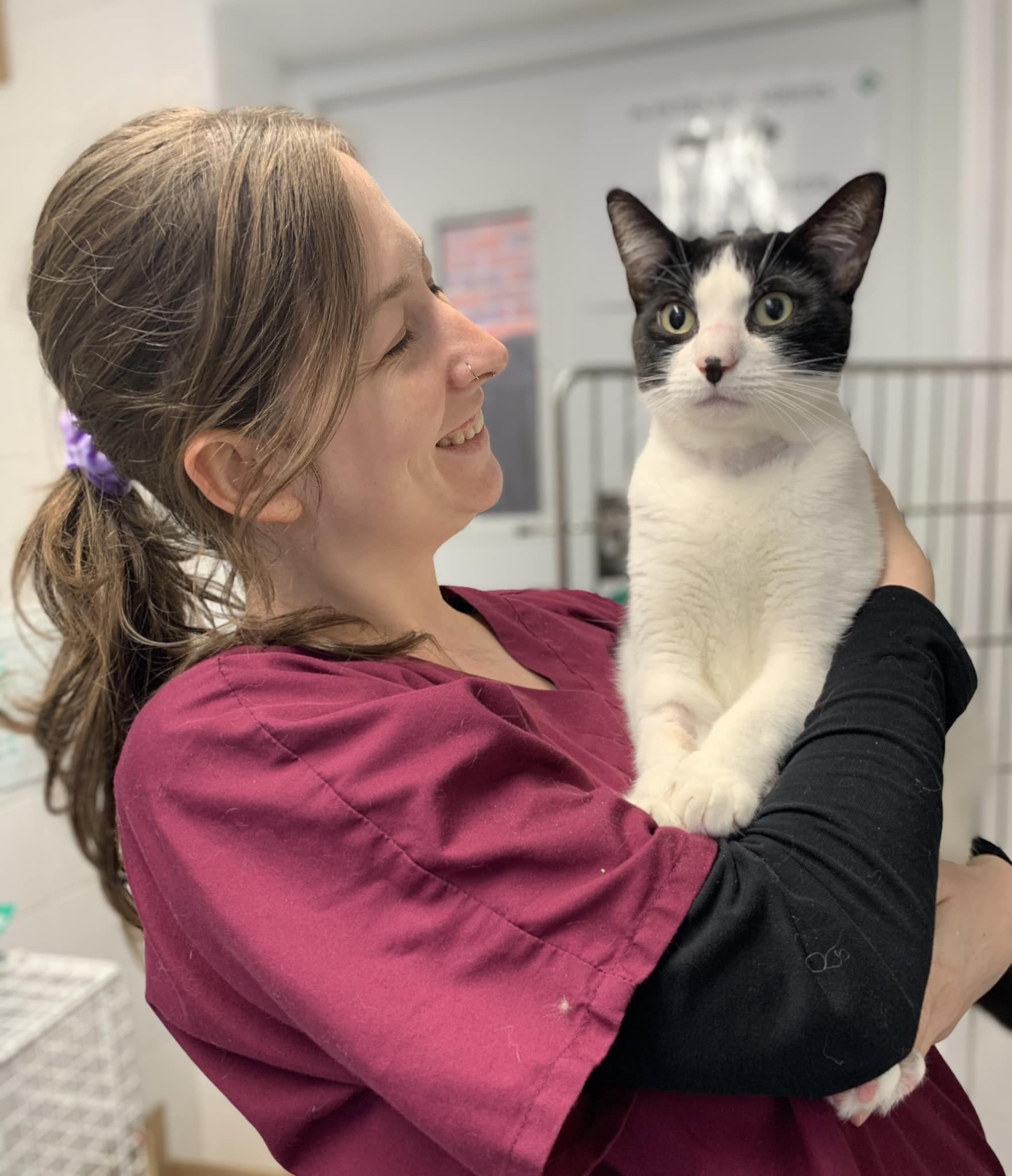 Images Streatham Hill Veterinary Surgery