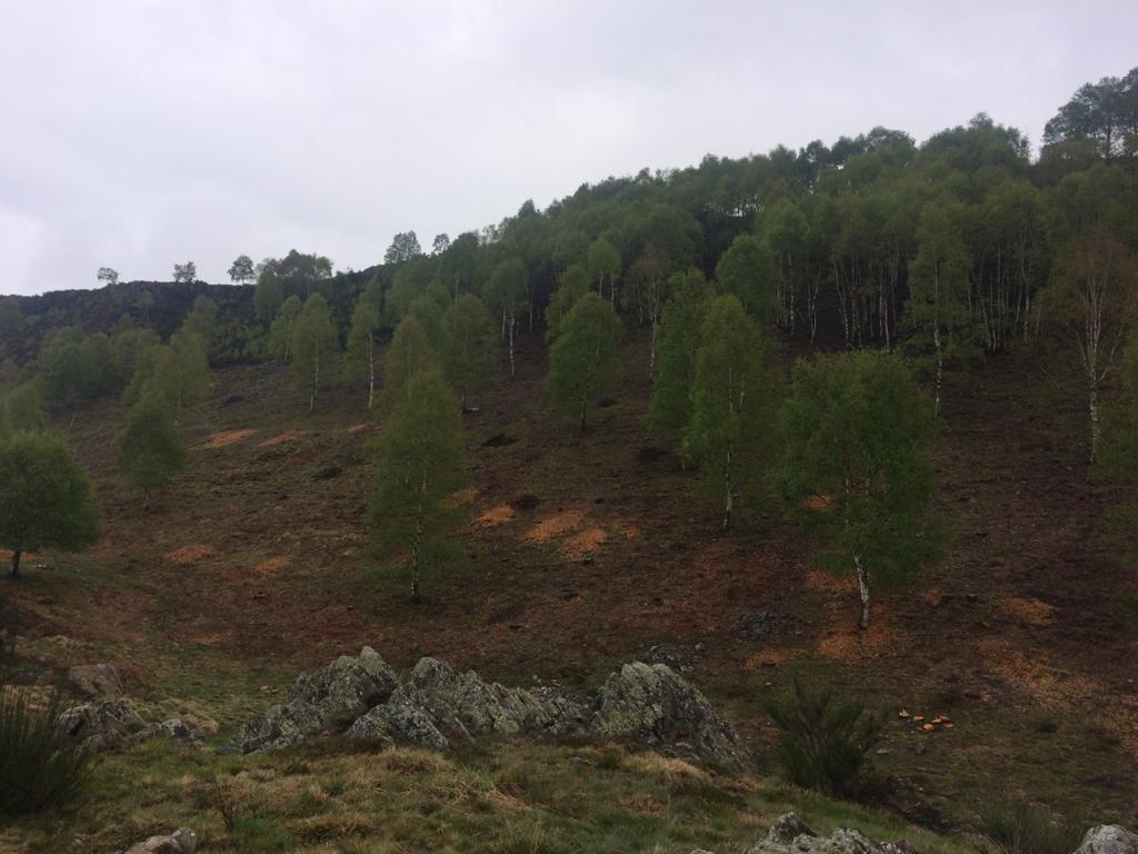 Bilder Nesurini Daniele - Lavori Forestali e Segheria