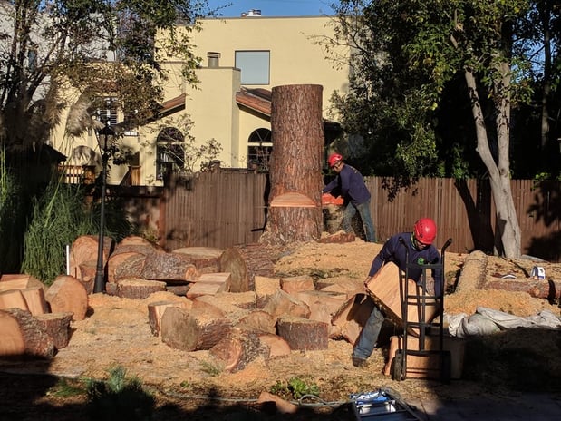 Images JC Tree Care & Landscape