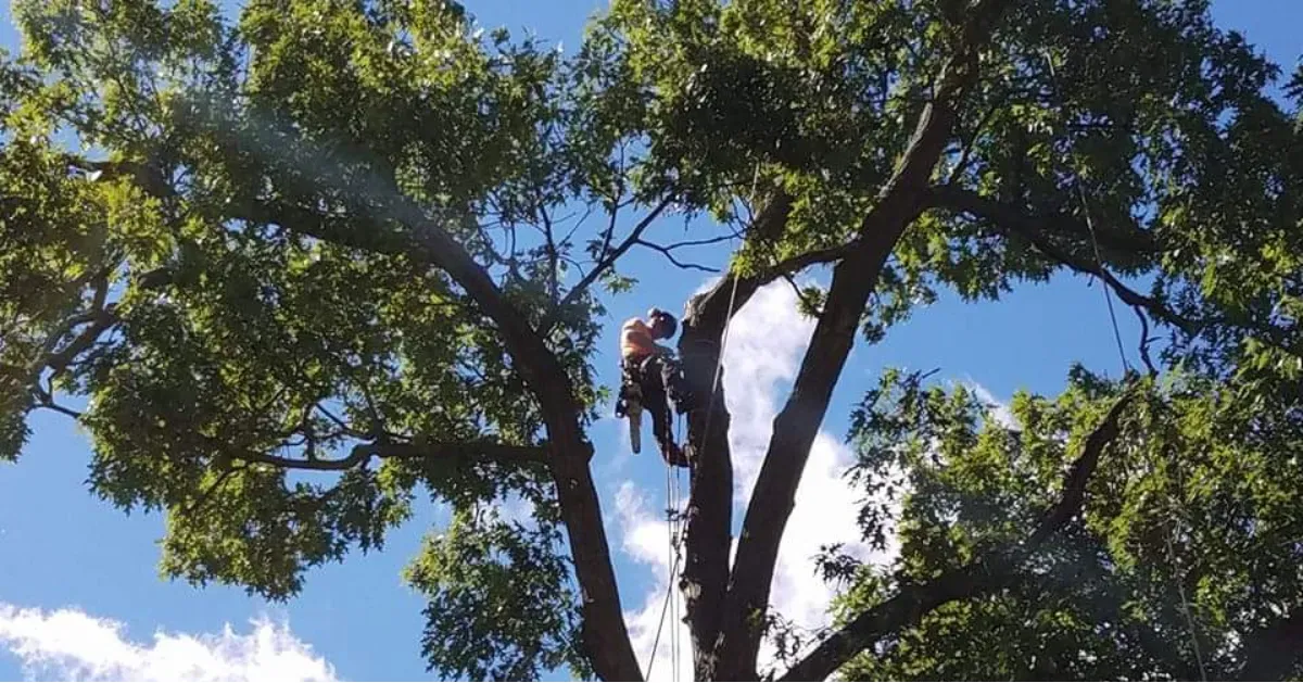 Professional Tree Trimming & Pruning Services