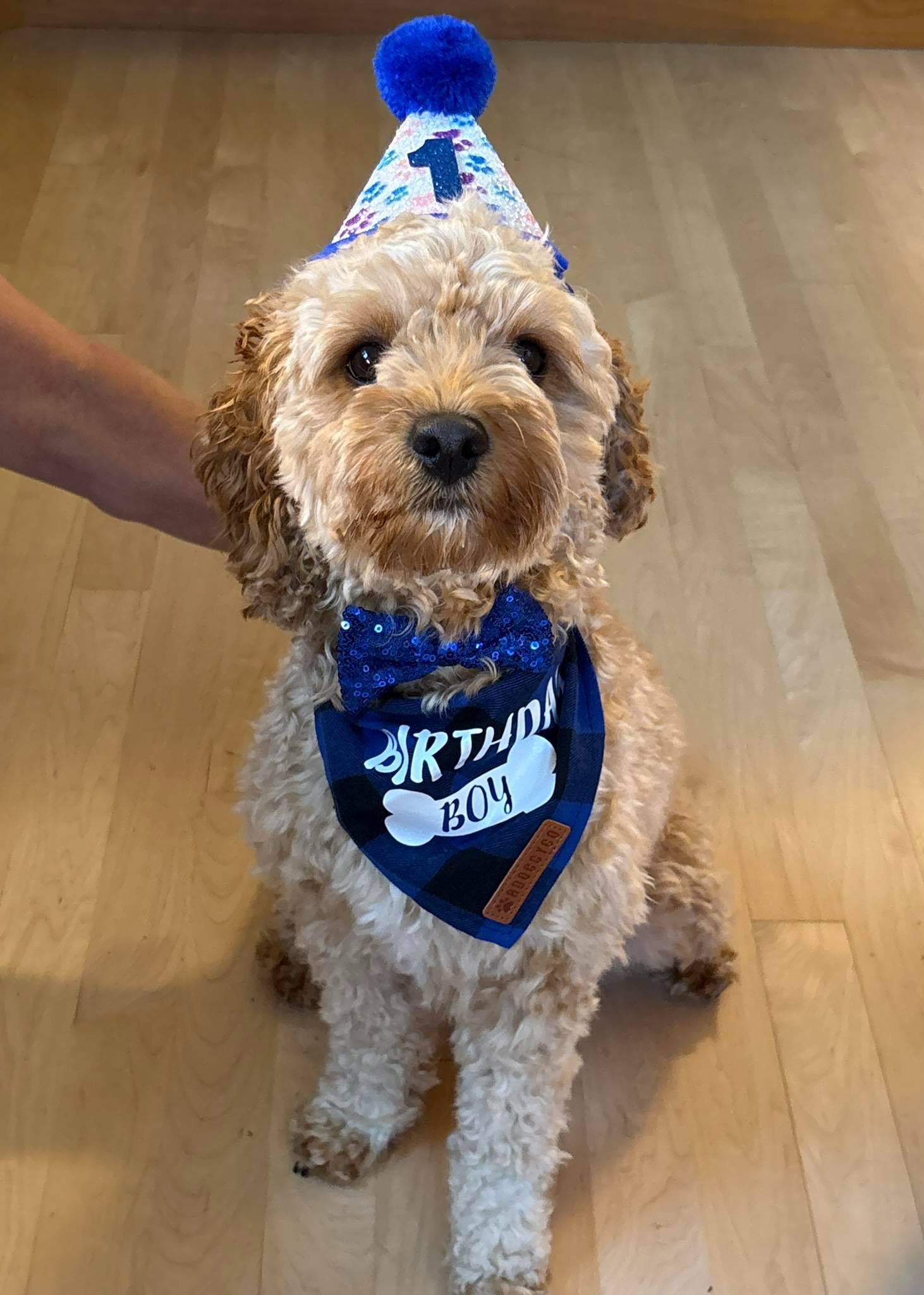 Ozzie, the office Mascot turns 1 year old today. Stop by and say happy birthday to the cutest Cockapoo in Sonoma County.