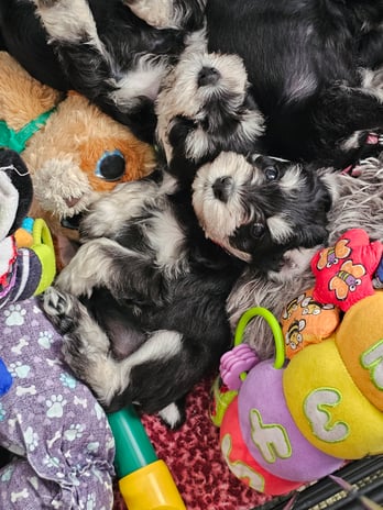 Images A'Lord Miniature Schnauzer