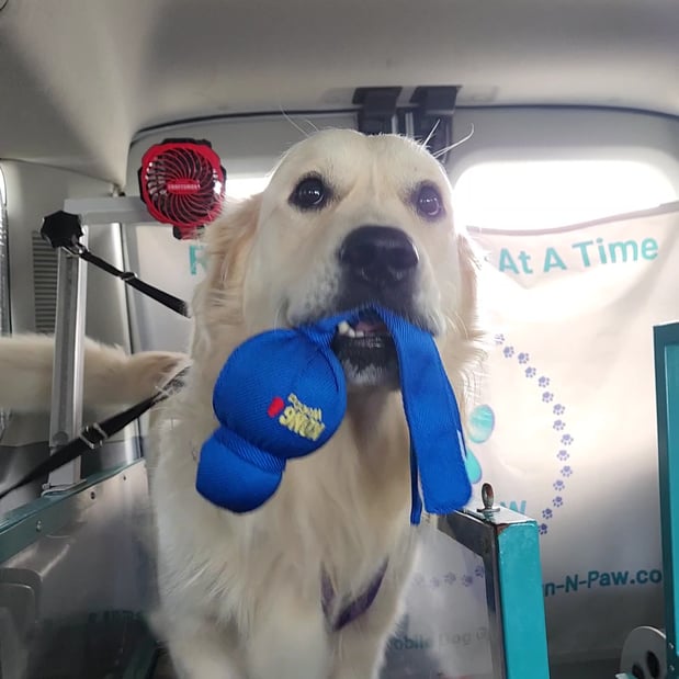 Images Run-N-Paw