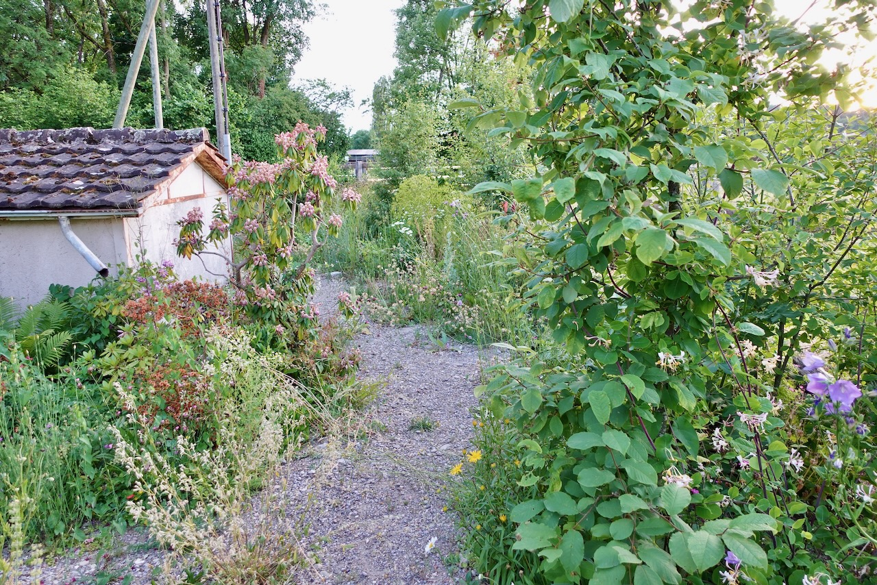 Bilder Wildblumendienst