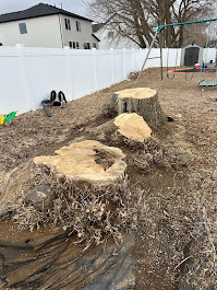 FILI Tree Expert & Landscaping LLC Image