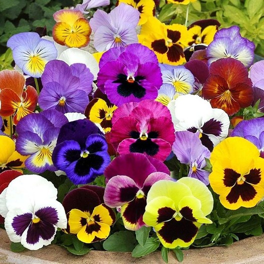 Images Pinehurst Floral & Greenhouse