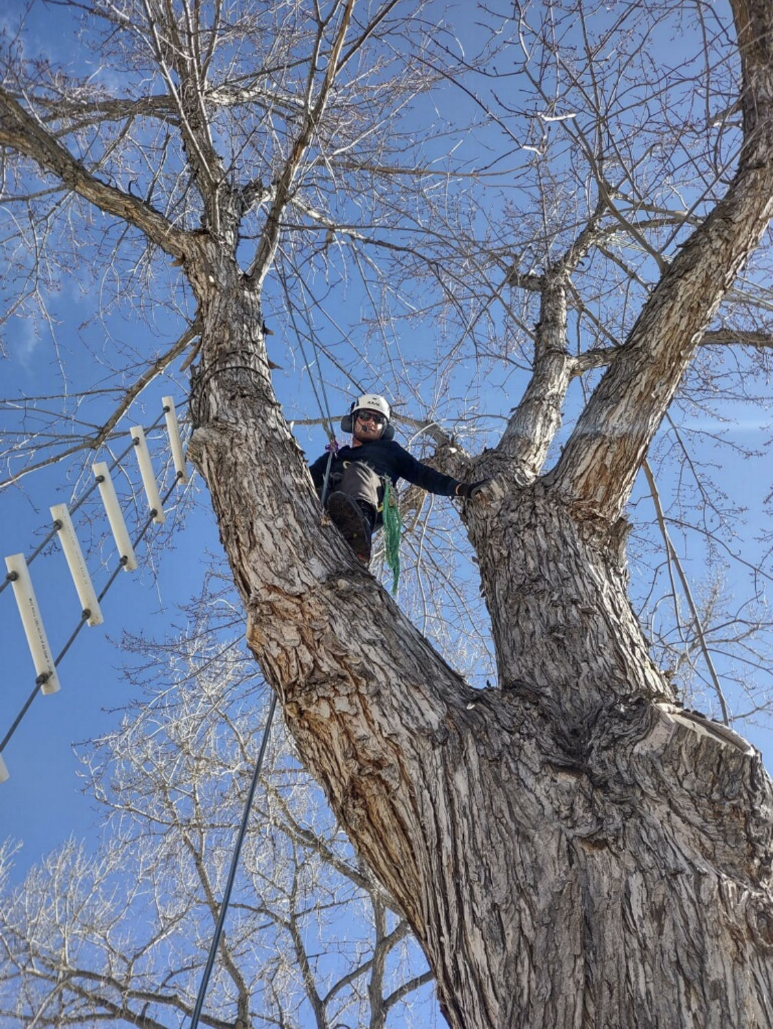 Artisans Tree Service Image
