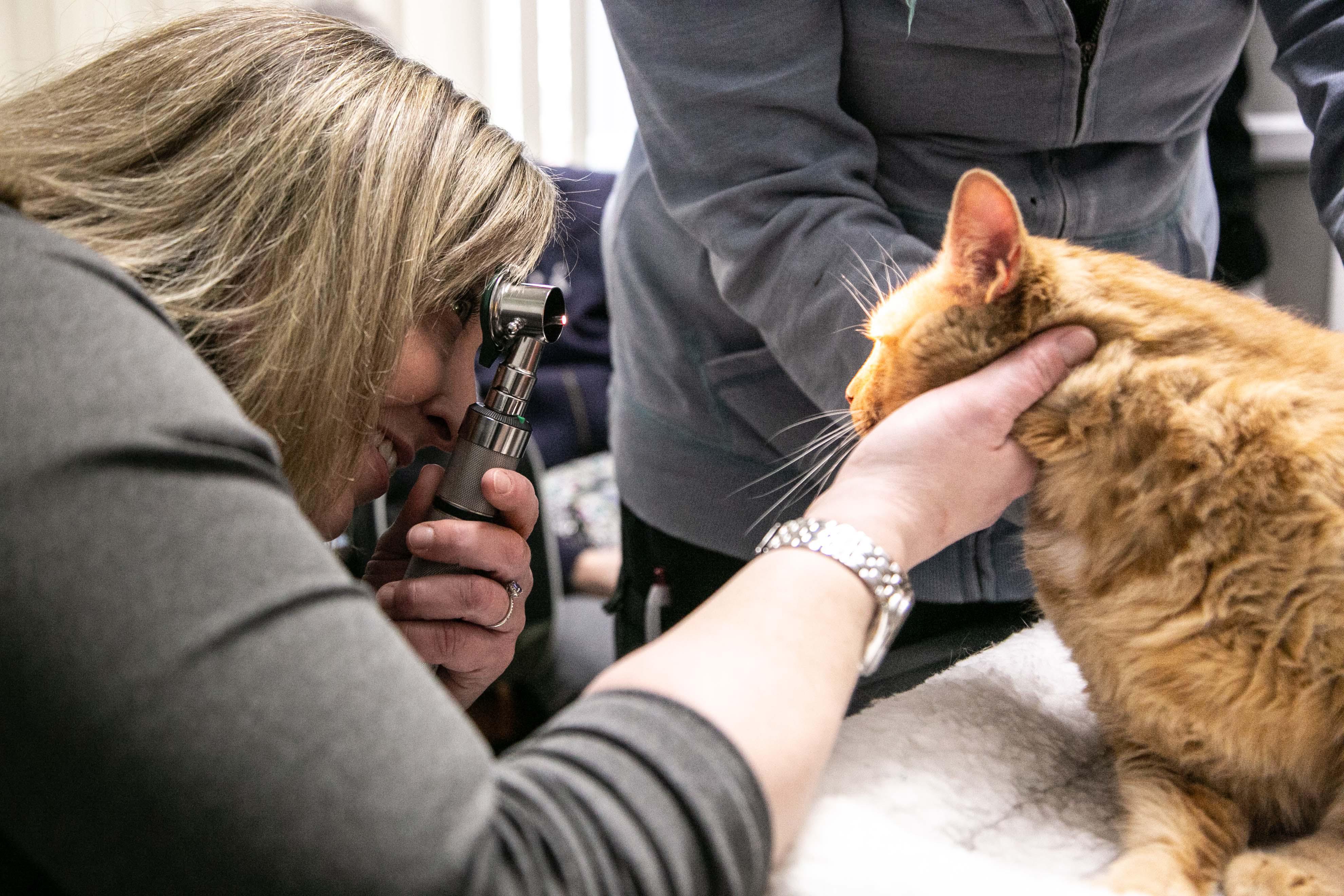 Dr. Morganthall, better known as Dr. Jess, is performing a full physical exam on one of her adorable feline patients. Here, she's checking the eyes for any unusual coloration, discharge, proper light response, and more.