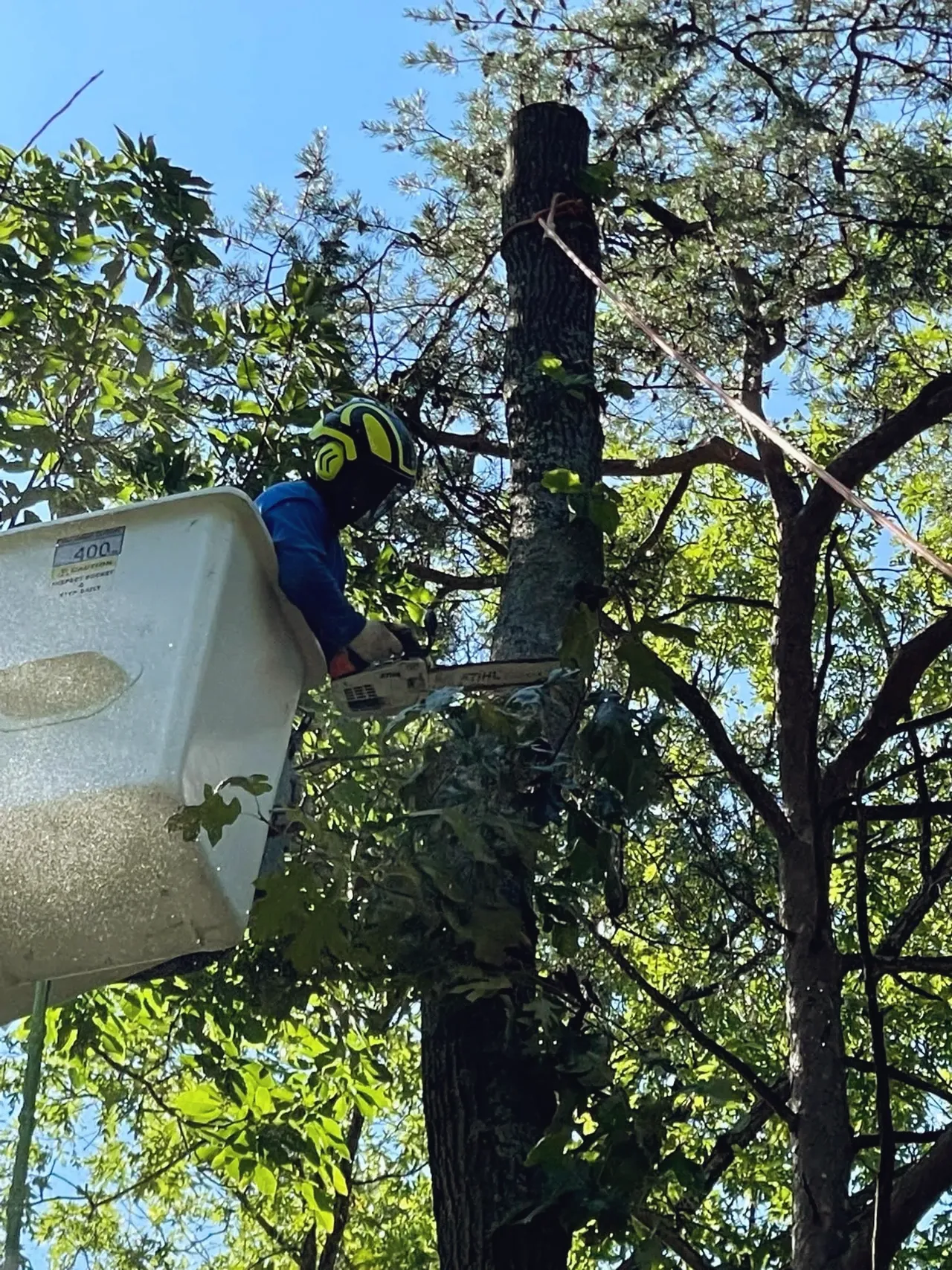 Chesapeake Arborists Logo