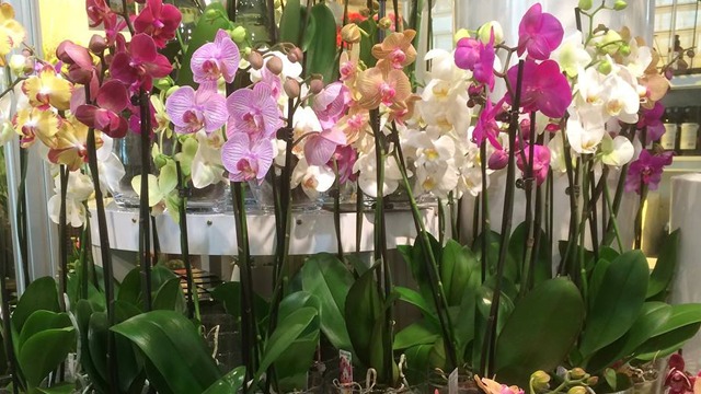 Images Blomsterateljén i Örnsköldsvik AB