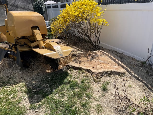 Images Elite Tree Care LLC