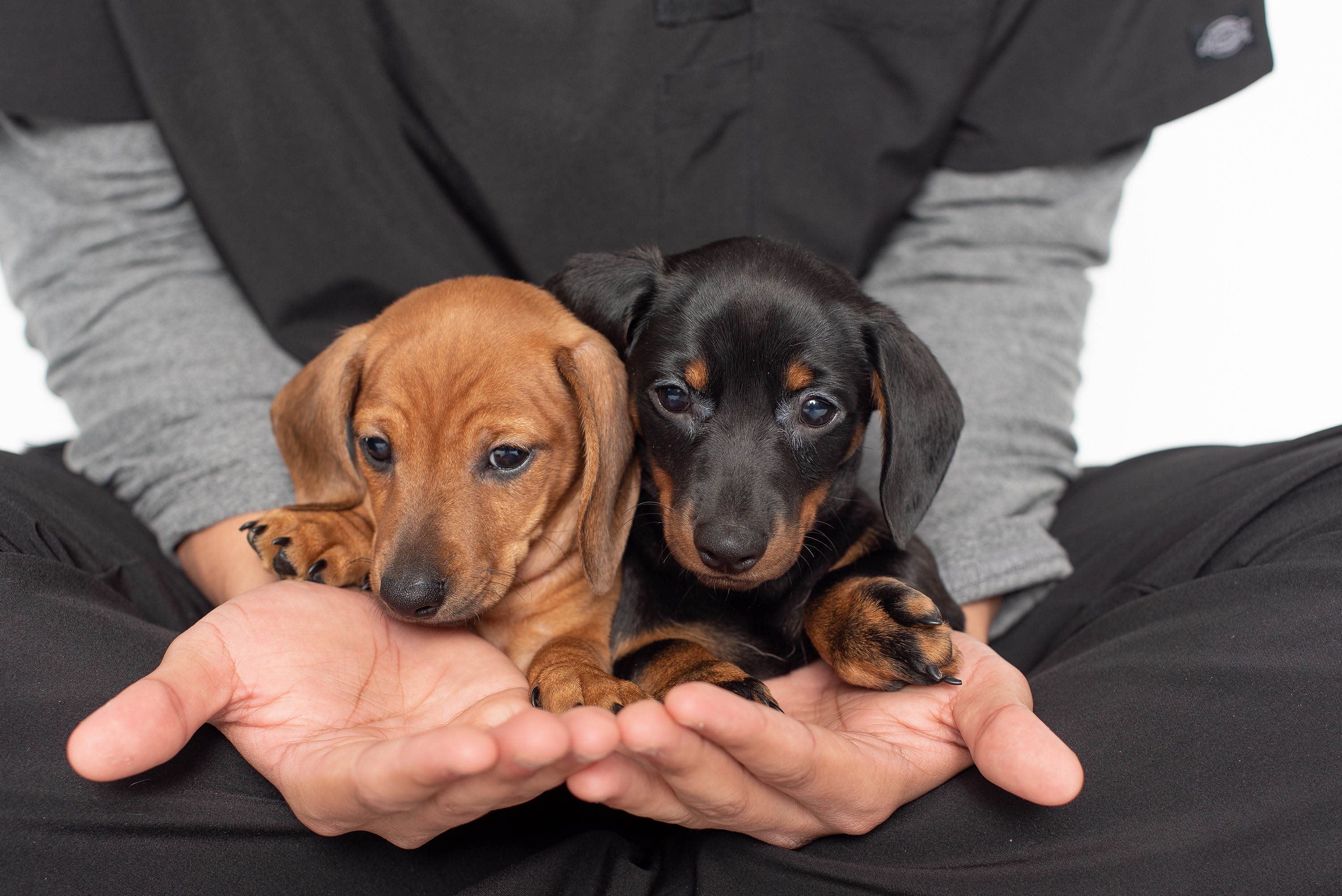 Since 1975, Central Hospital has been caring for pets and their human companions in Southern CT.