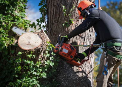 Wilson's Tree Service is a tree removal service company in Red River, NM.