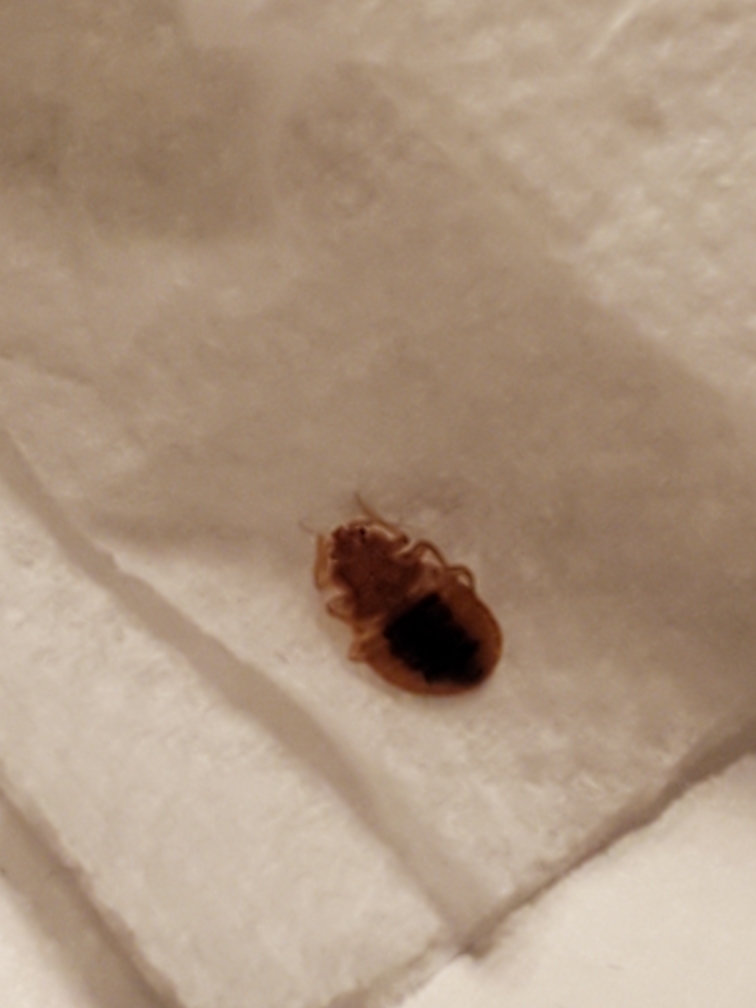 Affordable Bed Bug Exterminators Photo