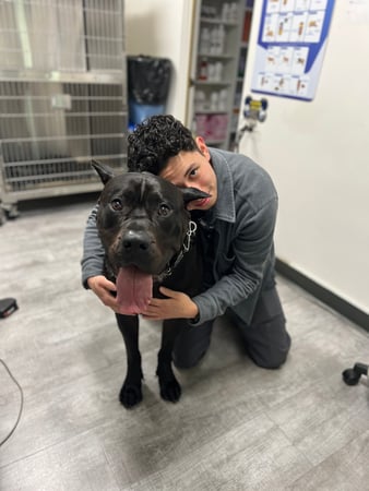 Images VCA McClave Animal Hospital