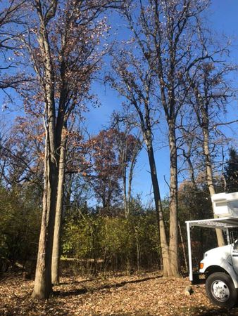 Images Acer Tree Service
