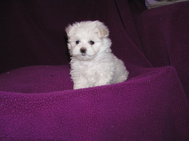 Images Maltipoo Puppies