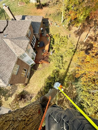 Images Taylor's Tree & Landscaping
