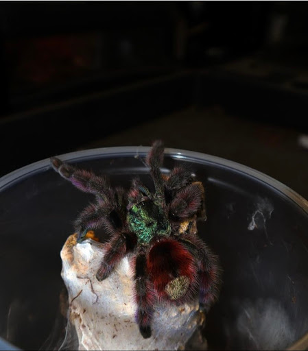 Images Cold Blooded Kingdom