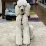 Images たまとポチ 宇津木店