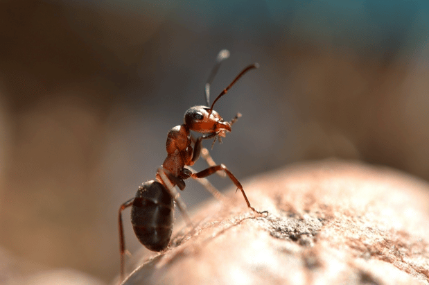 Images First Line Pest Defense