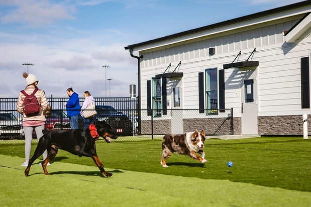 Images Crate Escapes Dog Park + Bar