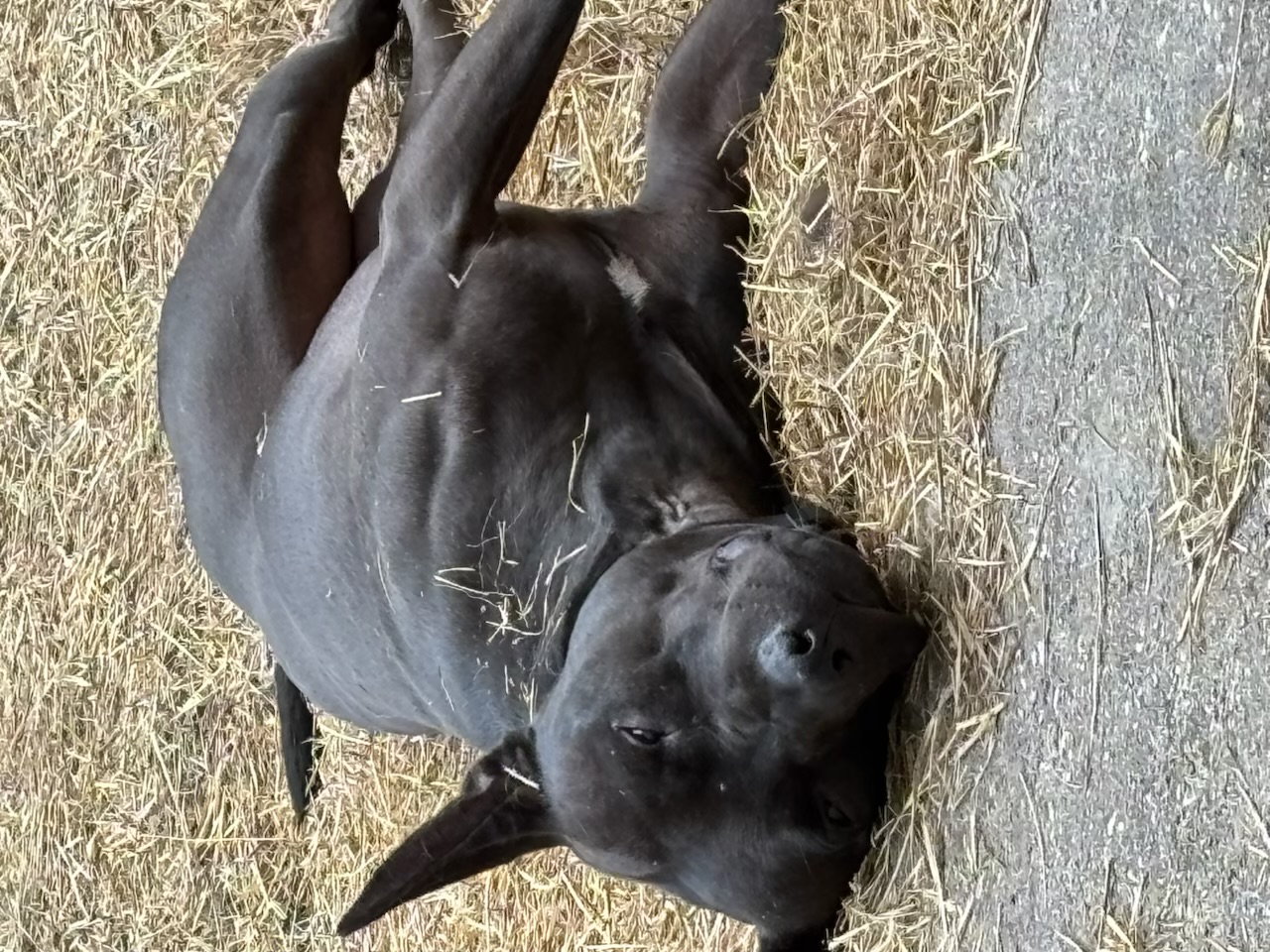 Russell's K9 Academy Image