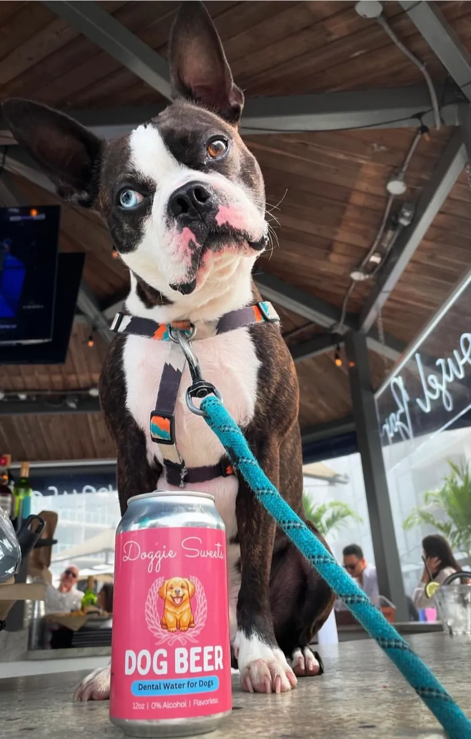 Image of Local Pet Event CAFE EVENT: Yappy Hour - Lab Nearby