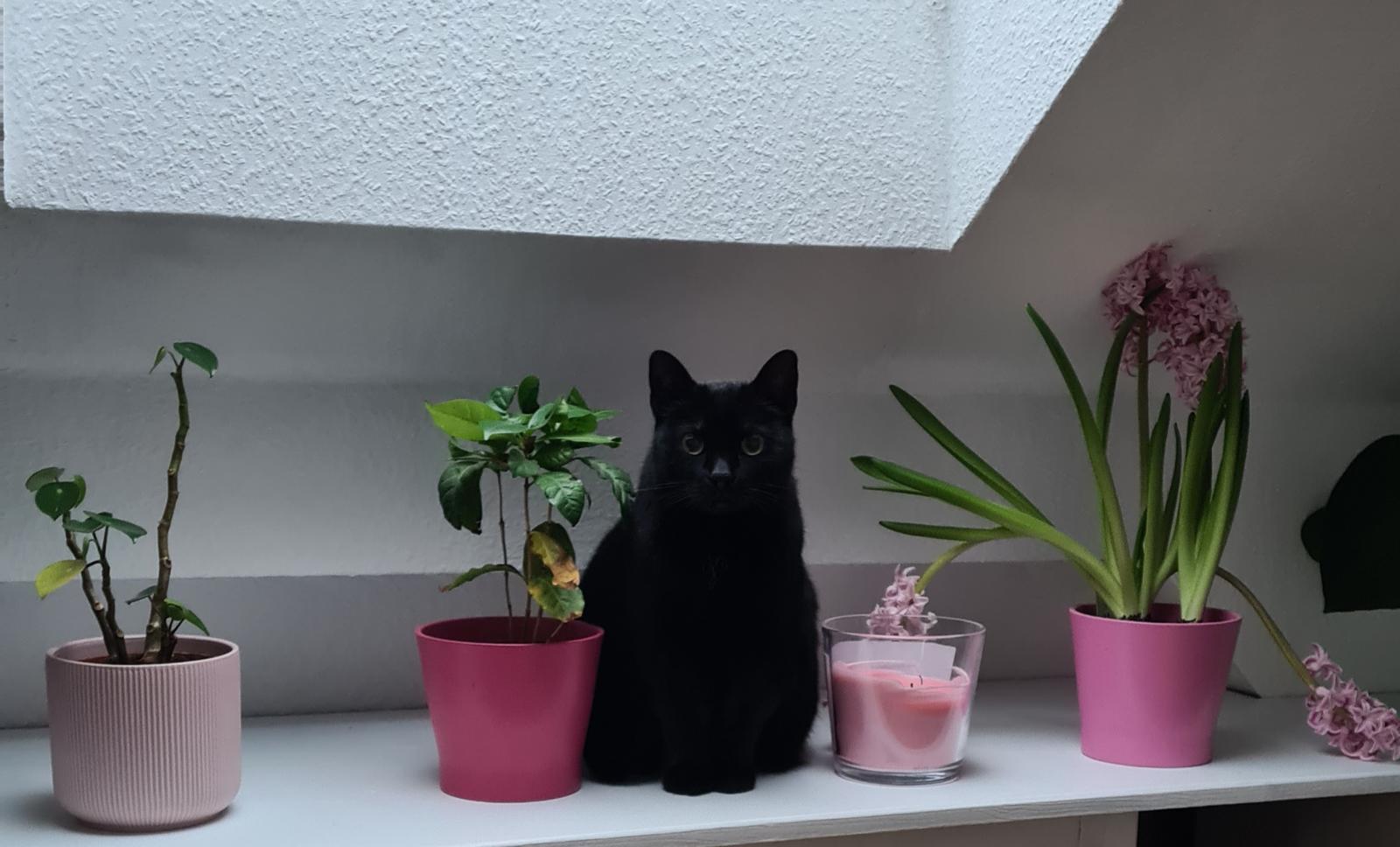 Bild 1 Tierarztpraxis Vet Vitality in Panketal