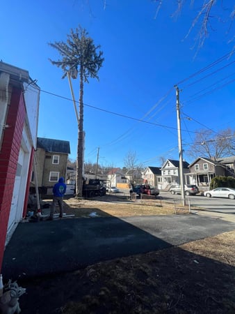 Images A&S Tree Service Corp.