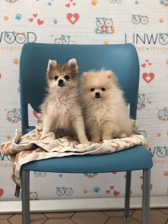 Images Linwood Pet Hospital - CLOSED