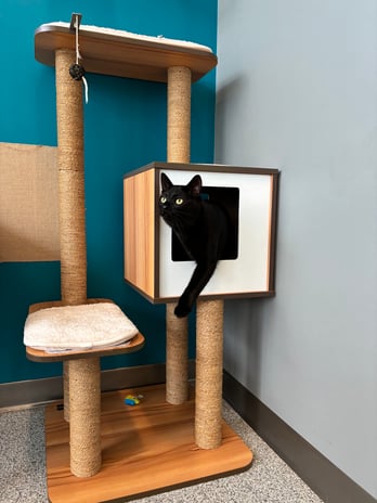 Images PetVet365 Pet Hospital Louisville/Anchorage