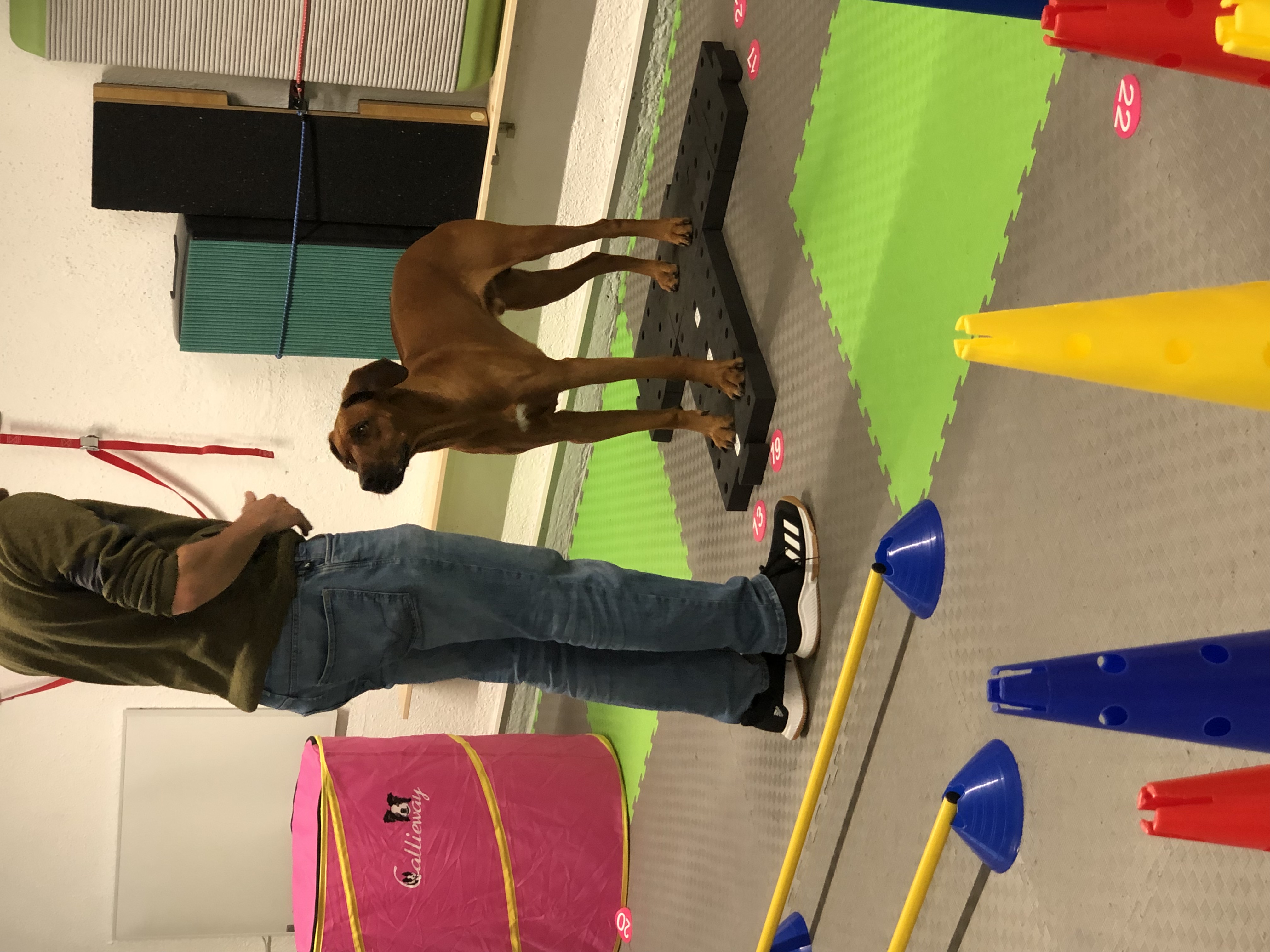 Bilder DOX.fitness - Hundeschule