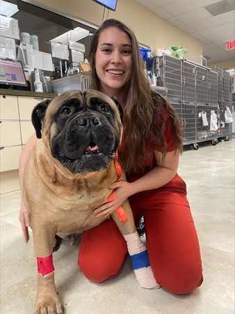 Images VCA SouthPaws Veterinary Specialists & Emergency Center