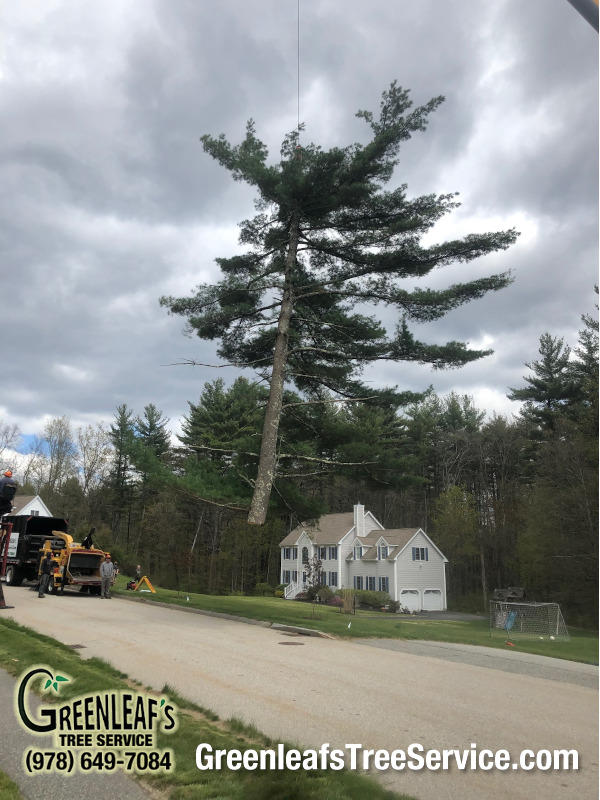 Greenleaf's Tree Service Photo