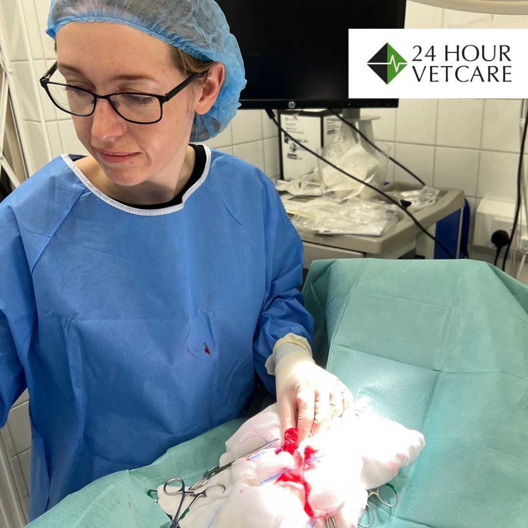 Images Streatham Hill Veterinary Surgery