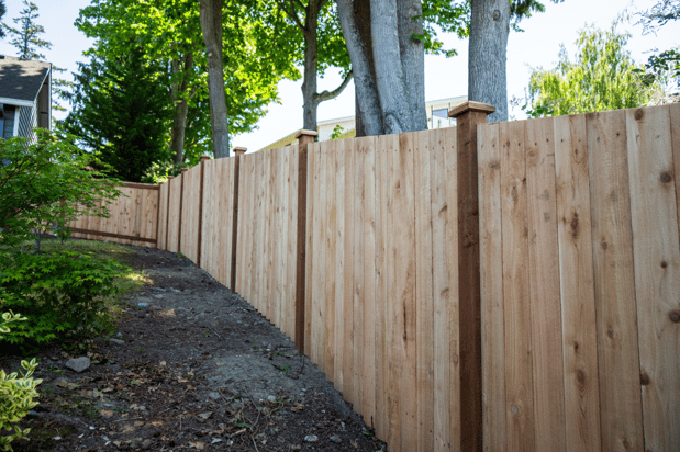 Images Rare Bears Fencing
