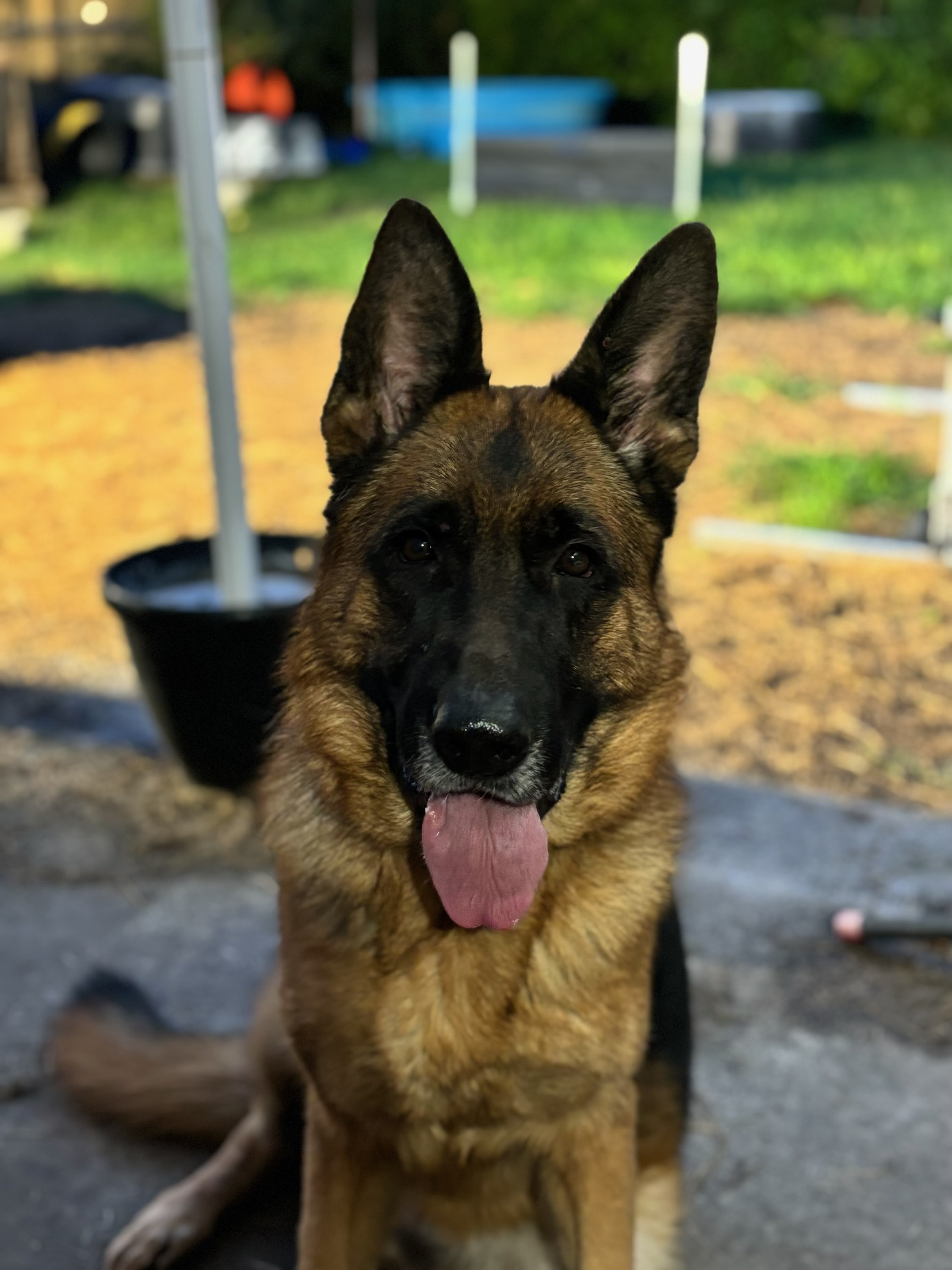 Russell's K9 Academy Image